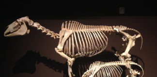 various horse skeletons