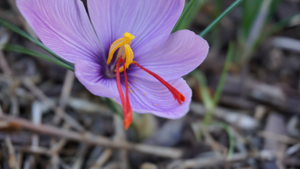 saffron in Utah