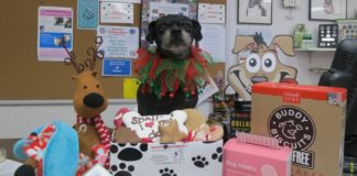 Titus models a small sampling of the seasonal treats and gifts available at Ma and Paws Bakery