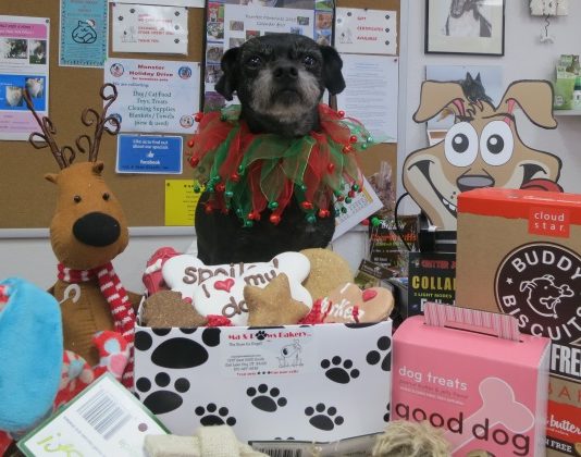 Titus models a small sampling of the seasonal treats and gifts available at Ma and Paws Bakery