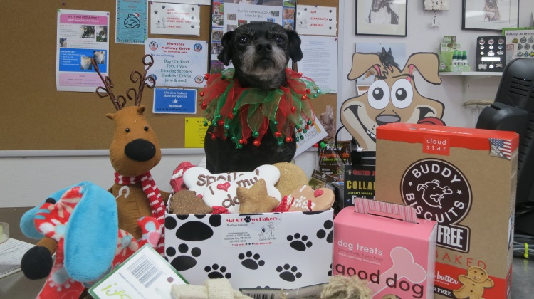 Titus models a small sampling of the seasonal treats and gifts available at Ma and Paws Bakery