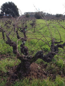 ancient Grenache vine at Bucklin in Sonoma