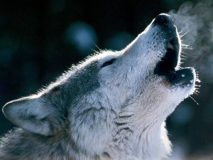 Howling wolf