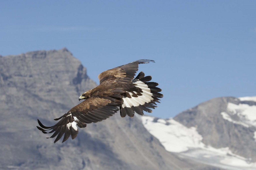 L’Aigle et l’Enfant (Eagle and The Child a/k/a Brothers of The Wind)